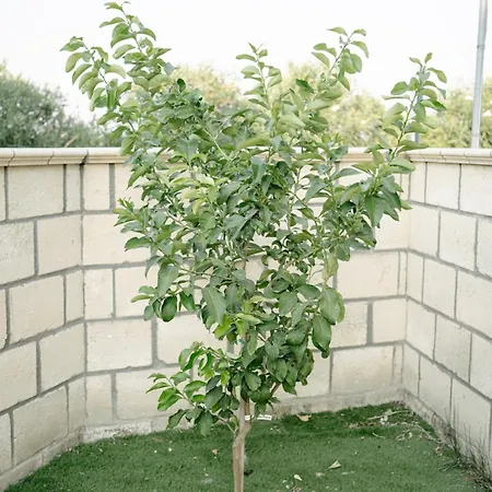 Casa Cleo Al Mare Con Free Wifi Netflix Ac Lägenhet